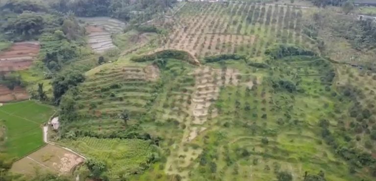 DIJUAL:  Kebun Buah Alpukat MIKI – 1000 Pohon Sudah Siap Panen